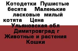 Котодетки. Пушистые бесята —  Маленькие, ласковые, милый котята! › Цена ­ 2500-3500 - Ульяновская обл., Димитровград г. Животные и растения » Кошки   